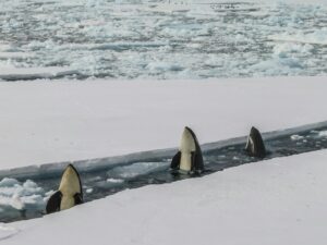 last-minute-antarctica-deals